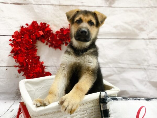 German Shepherd Dog-DOG-Male-Black / Tan-1301-Petland Grove City & Columbus, Ohio