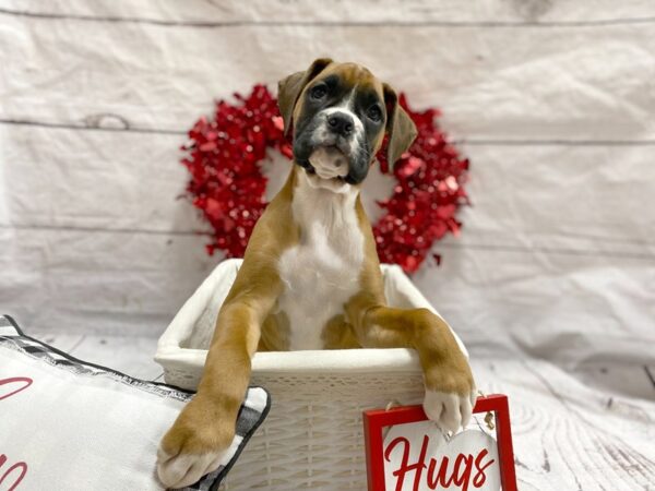 Boxer DOG Female Fawn 1302 Petland Grove City & Columbus, Ohio