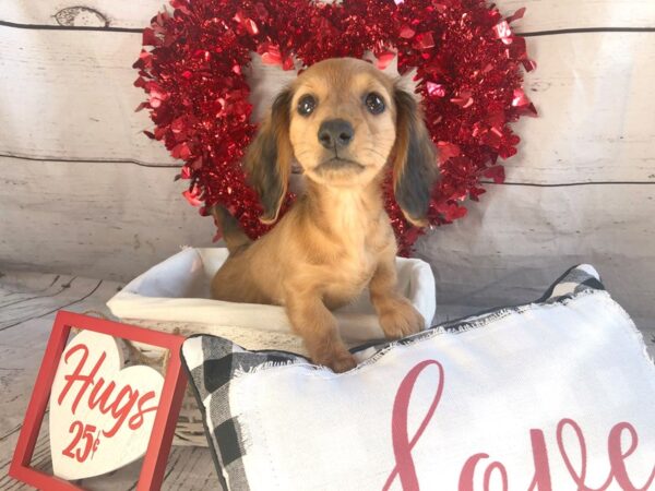 Dachshund-DOG-Female--1312-Petland Grove City & Columbus, Ohio