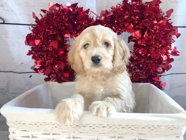 Cockadoodle-DOG-Male-RED-1310-Petland Grove City & Columbus, Ohio