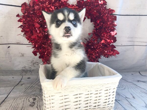 Pomsky-DOG-Male-Black & White-1309-Petland Grove City