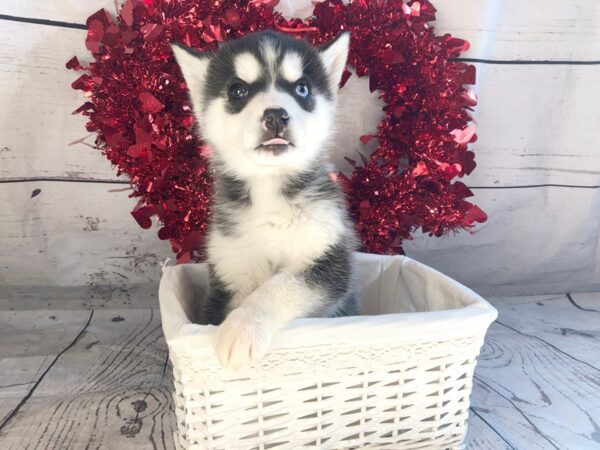 Pomsky DOG Male Black & White 1309 Petland Grove City & Columbus, Ohio