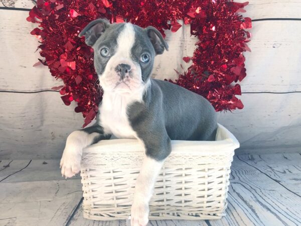 Boston Terrier-DOG-Male-Blue / White-1308-Petland Grove City & Columbus, Ohio