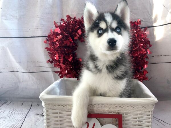 Siberian Husky DOG Female Black / White 1307 Petland Grove City & Columbus, Ohio