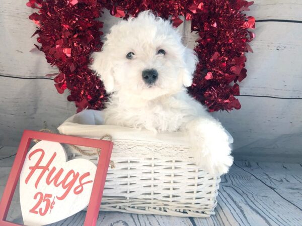 Bichon Frise DOG Male White 1306 Petland Grove City & Columbus, Ohio