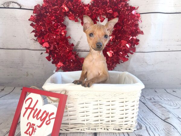 Miniature Pinscher DOG Male Red 1305 Petland Grove City & Columbus, Ohio