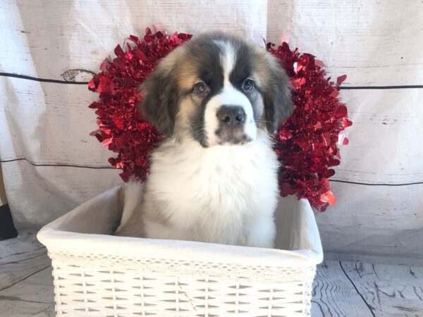 Saint Bernard DOG Male Mahogany / White 1304 Petland Grove City & Columbus, Ohio