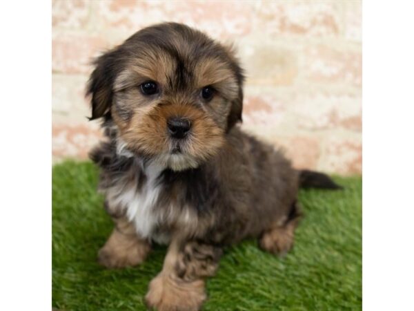 Shih Tzu-DOG-Male-Brindle-1318-Petland Grove City