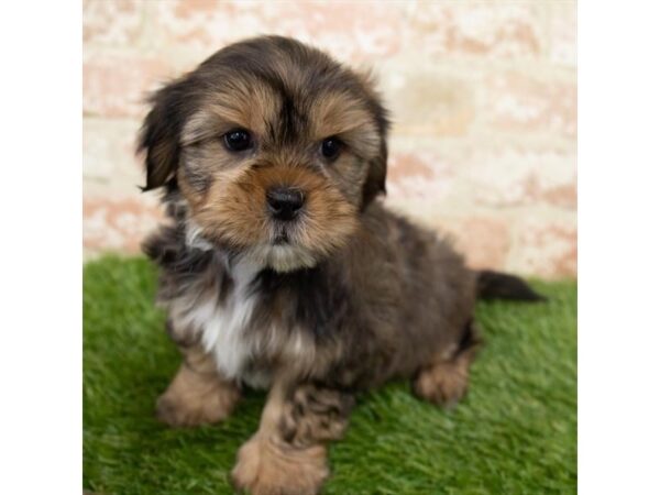 Shih Tzu-DOG-Male-Brindle-1318-Petland Grove City & Columbus, Ohio