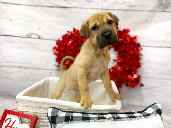 Shar-Pei/Beagle DOG Female Red 1317 Petland Grove City & Columbus, Ohio