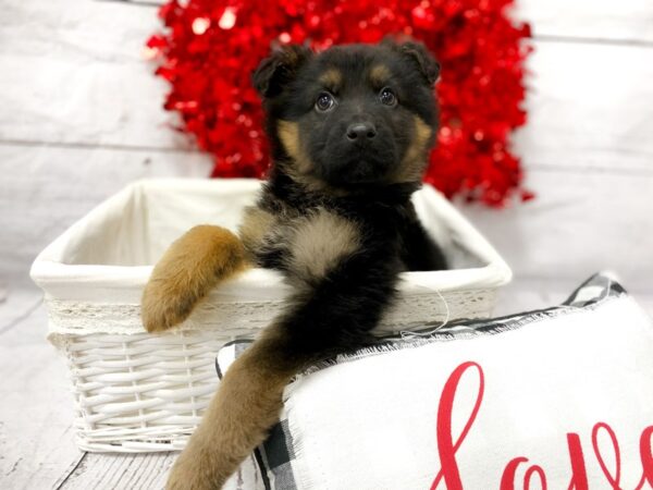 German Shepherd DOG Male 1316 Petland Grove City & Columbus, Ohio