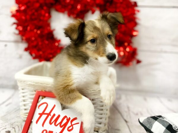 Shetland Sheepdog DOG Male Sable / White 1313 Petland Grove City & Columbus, Ohio