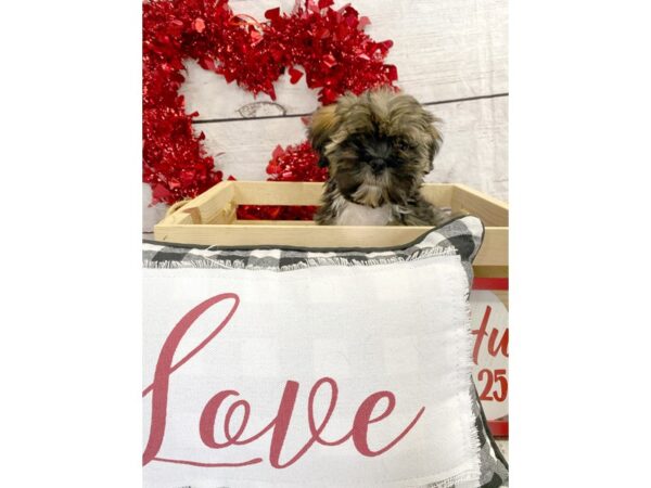Lhasa Apso-DOG-Male-Grizzle-1281-Petland Grove City