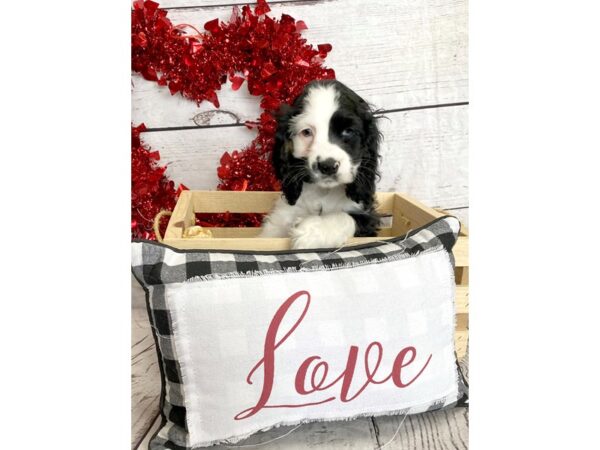 Cocker Spaniel-DOG-Male--1311-Petland Grove City & Columbus, Ohio