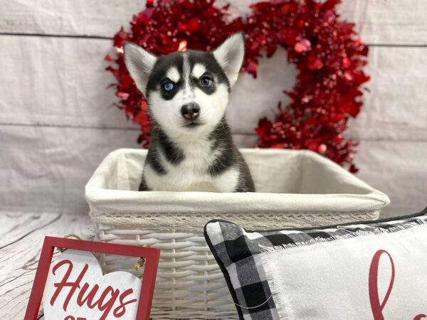 Siberian Husky-DOG-Female--1321-Petland Grove City & Columbus, Ohio