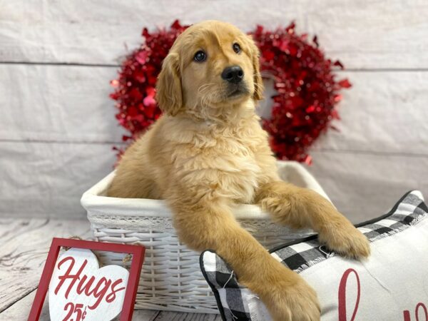 Golden Retriever-DOG-Female-Dark Golden-1323-Petland Grove City & Columbus, Ohio