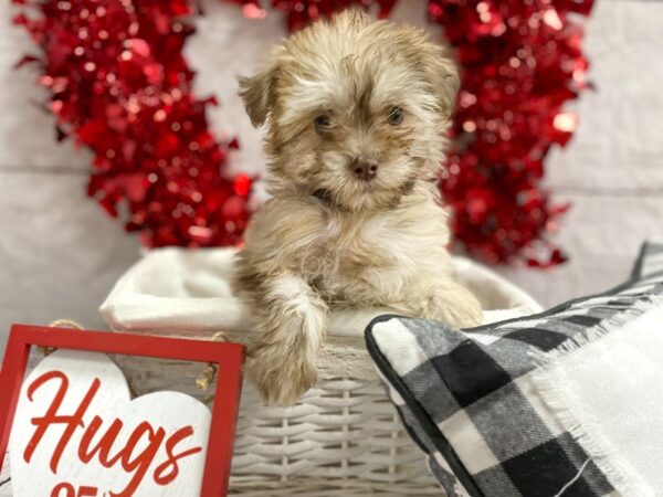 Teddy Bear DOG Female Chocolate Sable 1324 Petland Grove City & Columbus, Ohio