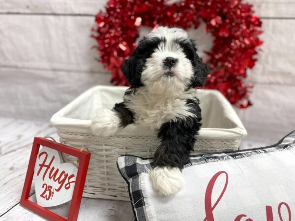 Petite Bernidoodle-DOG-Female--1322-Petland Grove City & Columbus, Ohio