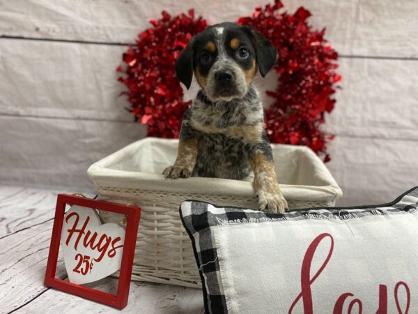 Beagle Mix DOG Male Black White / Tan 1325 Petland Grove City & Columbus, Ohio