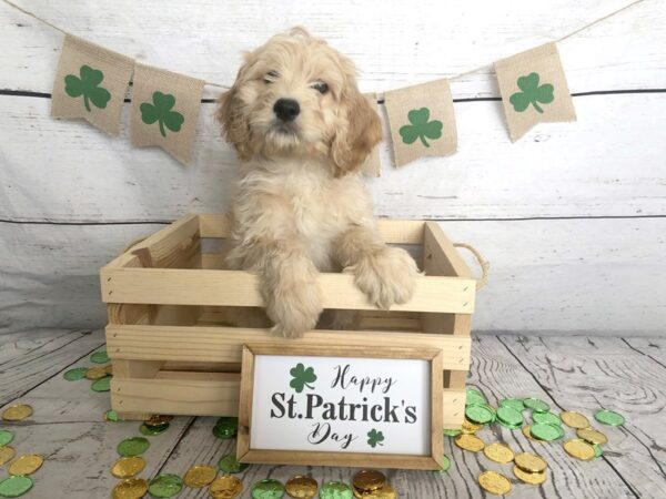 Goldendoodle DOG Male 1330 Petland Grove City & Columbus, Ohio