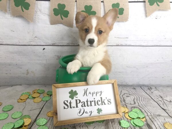 Pembroke Welsh Corgi-DOG-Female-Red-1329-Petland Grove City