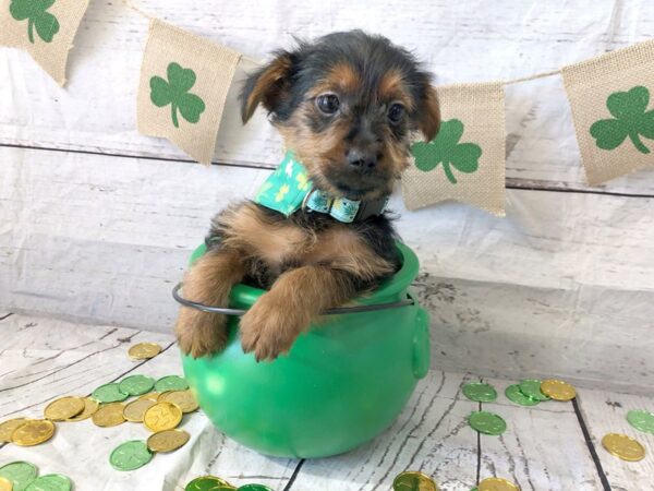 Yorkshire Terrier-DOG-Female-Black / Tan-1333-Petland Grove City & Columbus, Ohio