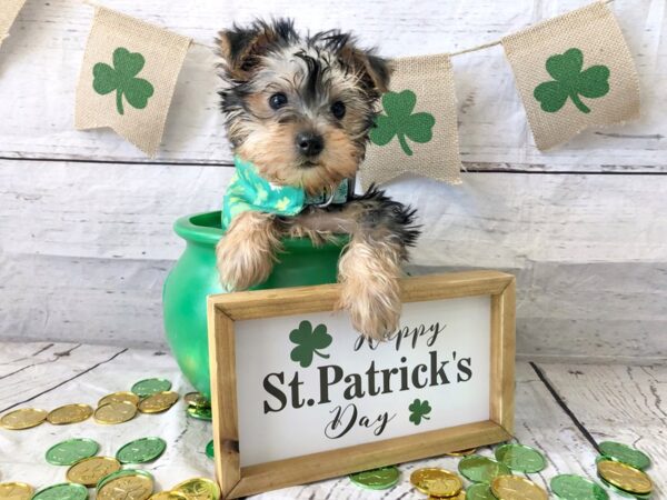 Silky Terrier DOG Female Black / Tan 1332 Petland Grove City & Columbus, Ohio