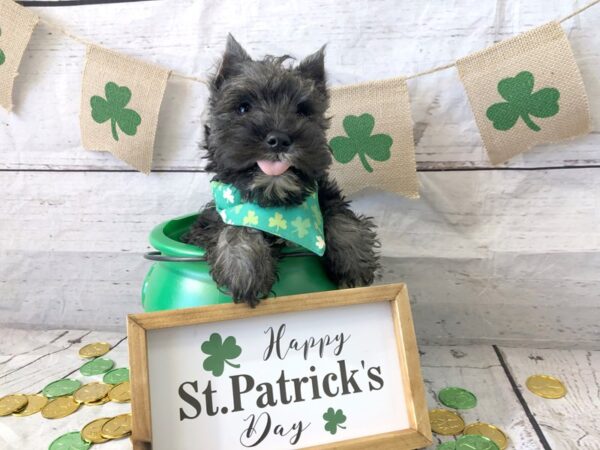 Miniature Schnauzer-DOG-Female-Black / Silver-1331-Petland Grove City & Columbus, Ohio