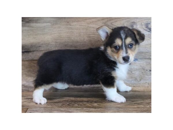 Pembroke Welsh Corgi DOG Female Black / Tan 1340 Petland Grove City & Columbus, Ohio