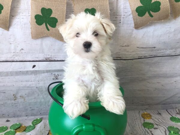 Maltese DOG Male White 1341 Petland Grove City & Columbus, Ohio