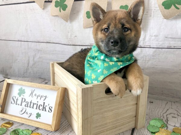 Shiba Inu-DOG-Female-Red Sesame-1338-Petland Grove City