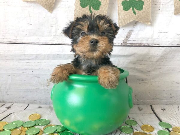 Yorkshire Terrier DOG Female Black / Tan 1337 Petland Grove City & Columbus, Ohio