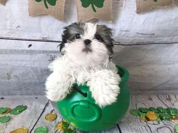 Shih Tzu-DOG-Female-Brindle / White-1336-Petland Grove City