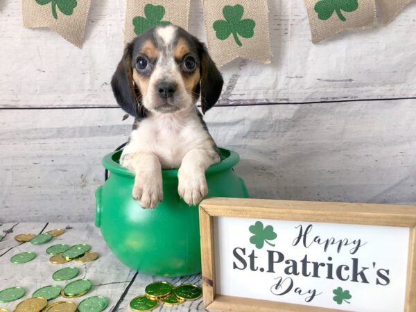 Beagle-DOG-Female-Black White / Tan-1335-Petland Grove City & Columbus, Ohio