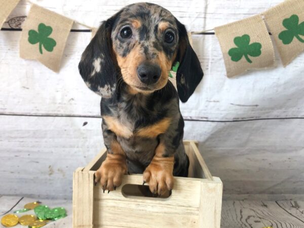 Dachshund DOG Female Black / Tan 1334 Petland Grove City & Columbus, Ohio