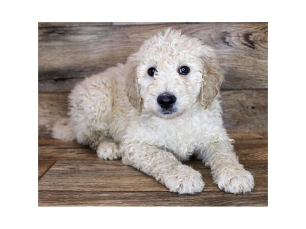 Goldendoodle 2nd Gen DOG Male Cream 1348 Petland Grove City & Columbus, Ohio