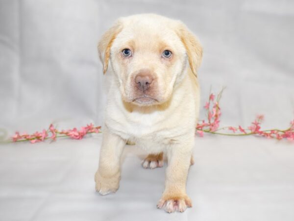 Labrador Retriever-DOG-Female-Yellow-1344-Petland Grove City & Columbus, Ohio