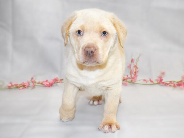 Labrador Retriever DOG Female Yellow 1344 Petland Grove City & Columbus, Ohio