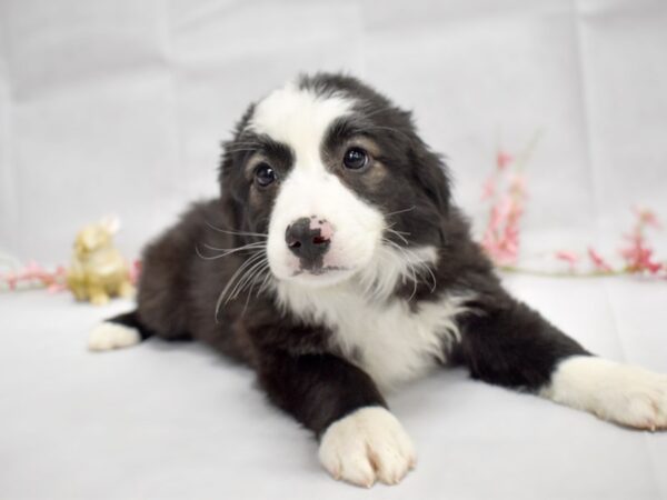 Miniature Australian Shepherd-DOG-Female-Black-1342-Petland Grove City
