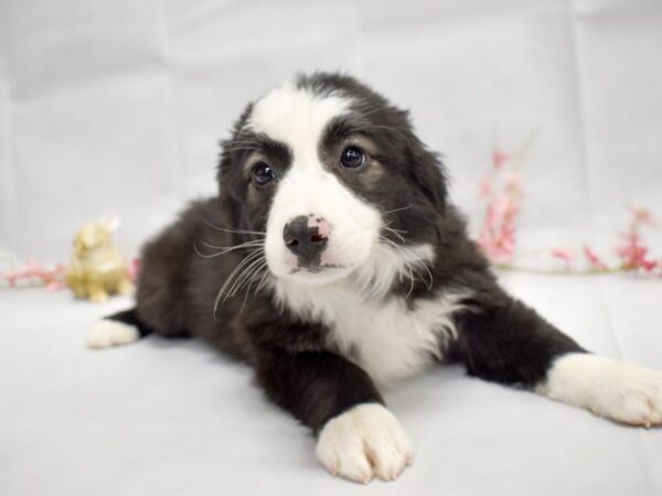 Miniature Australian Shepherd-DOG-Female-Black-1342-Petland Grove City & Columbus, Ohio