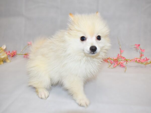 Pomeranian DOG Male Cream 1339 Petland Grove City & Columbus, Ohio