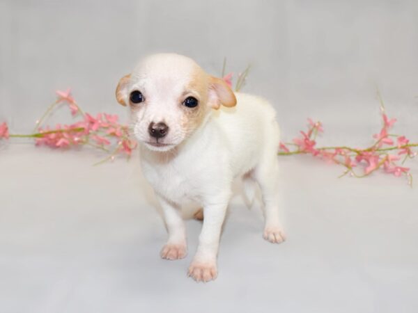Chihuahua-DOG-Male-Cream-1346-Petland Grove City