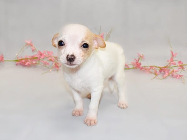 Chihuahua DOG Male Cream 1346 Petland Grove City & Columbus, Ohio