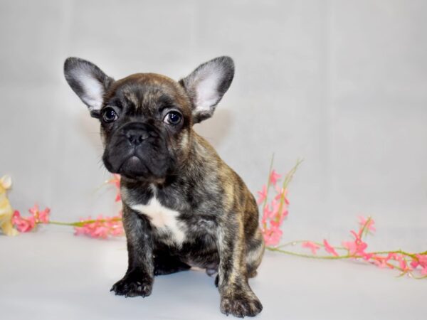 French Bulldog DOG Female 1349 Petland Grove City & Columbus, Ohio