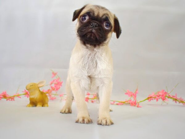 Pug-DOG-Female-Fawn-1347-Petland Grove City & Columbus, Ohio