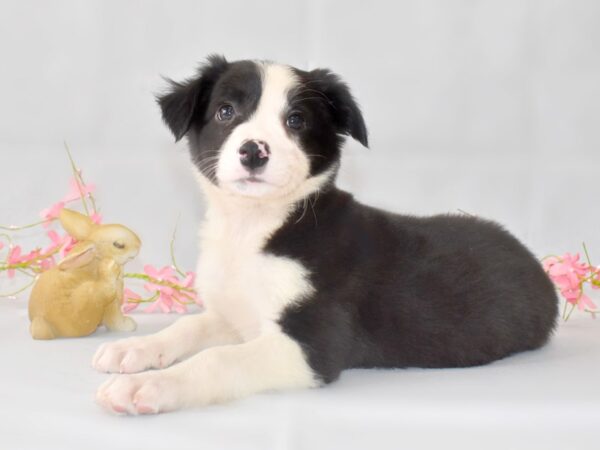 Border Collie-DOG-Male-Black / White-1345-Petland Grove City