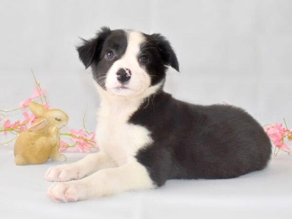 Border Collie DOG Male Black / White 1345 Petland Grove City & Columbus, Ohio