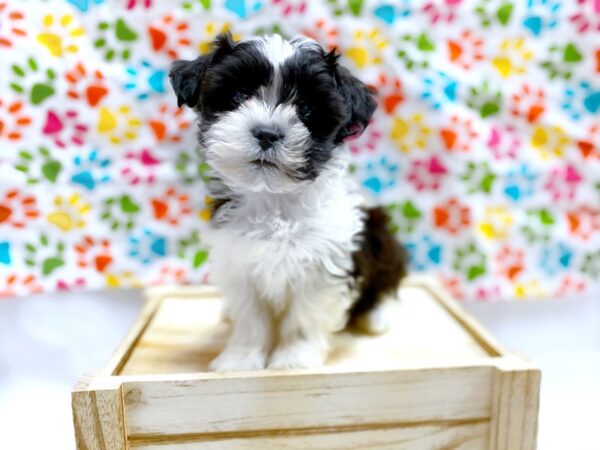 ShizaPoo DOG Male Black / White 1343 Petland Grove City & Columbus, Ohio