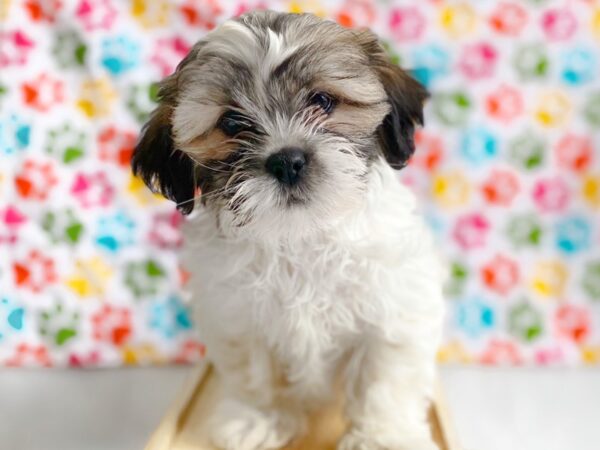 Teddy Bear-DOG-Male-Gold / White-1352-Petland Grove City