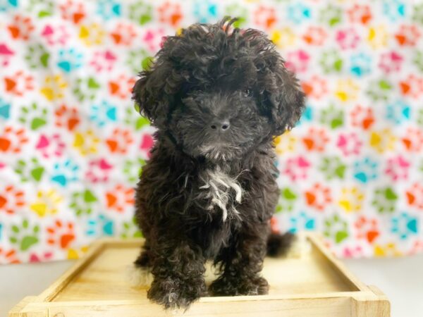 Poodle/Bichon DOG Male Black 1356 Petland Grove City & Columbus, Ohio